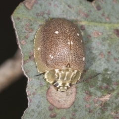 Paropsis aegrota (Eucalyptus Tortoise Beetle) at Bango, NSW - 3 Feb 2022 by AlisonMilton