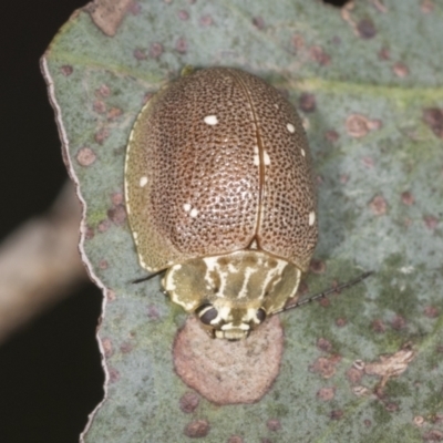 Paropsis aegrota (Eucalyptus Tortoise Beetle) at Bango, NSW - 3 Feb 2022 by AlisonMilton