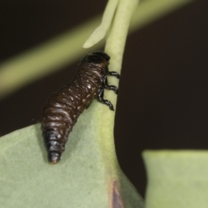 Paropsis aegrota at Bango, NSW - 3 Feb 2022 11:23 AM