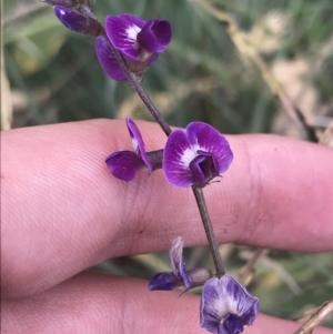 Glycine tabacina at O'Malley, ACT - 5 Feb 2022 02:56 PM