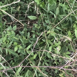 Glycine tabacina at O'Malley, ACT - 5 Feb 2022 02:56 PM