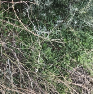 Glycine tabacina at O'Malley, ACT - 5 Feb 2022 02:56 PM