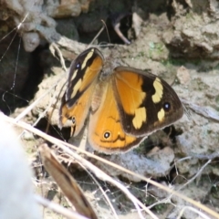 Heteronympha merope (Common Brown Butterfly) at Felltimber Creek NCR - 4 Feb 2022 by KylieWaldon