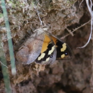 Heteronympha merope at West Wodonga, VIC - 5 Feb 2022 09:31 AM