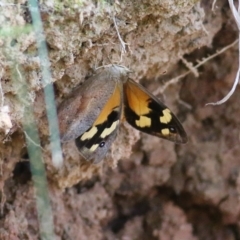 Heteronympha merope at West Wodonga, VIC - 5 Feb 2022 09:31 AM