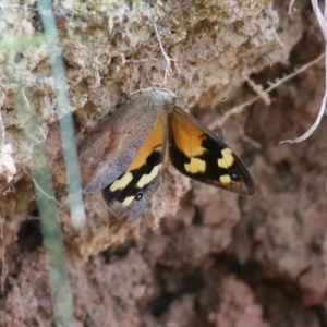 Heteronympha merope at West Wodonga, VIC - 5 Feb 2022