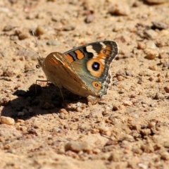 Junonia villida (Meadow Argus) at Wodonga - 4 Feb 2022 by KylieWaldon