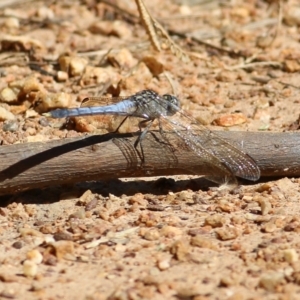 Orthetrum caledonicum at West Wodonga, VIC - 5 Feb 2022 09:44 AM