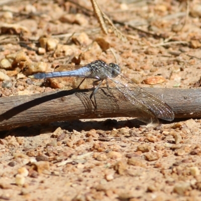 Orthetrum caledonicum (Blue Skimmer) at Wodonga - 4 Feb 2022 by KylieWaldon