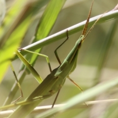 Acrida conica (Giant green slantface) at Felltimber Creek NCR - 4 Feb 2022 by KylieWaldon