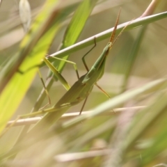Acrida conica at West Wodonga, VIC - 5 Feb 2022 09:32 AM