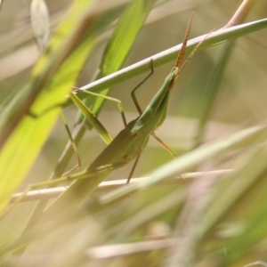 Acrida conica at West Wodonga, VIC - 5 Feb 2022 09:32 AM