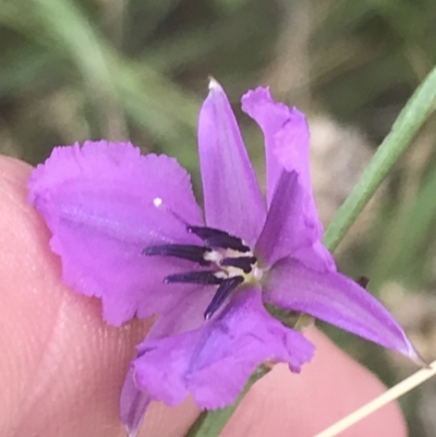 Arthropodium fimbriatum (Nodding Chocolate Lily) at O'Malley, ACT - 5 Feb 2022 by Tapirlord