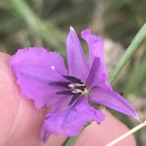 Arthropodium fimbriatum at O'Malley, ACT - 5 Feb 2022