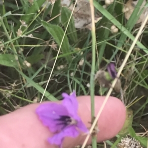 Arthropodium fimbriatum at O'Malley, ACT - 5 Feb 2022 03:11 PM