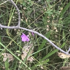 Arthropodium fimbriatum at O'Malley, ACT - 5 Feb 2022