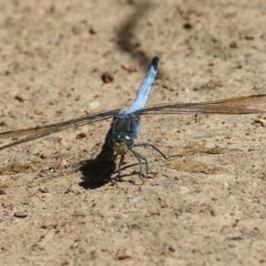 Orthetrum caledonicum (Blue Skimmer) at Wodonga - 4 Feb 2022 by KylieWaldon