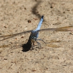 Orthetrum caledonicum (Blue Skimmer) at West Wodonga, VIC - 5 Feb 2022 by KylieWaldon