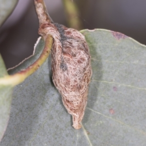 Austracantha minax at Bango, NSW - 3 Feb 2022