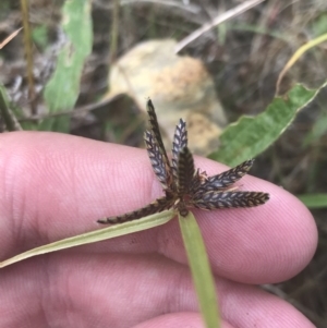 Cyperus sanguinolentus at O'Malley, ACT - 5 Feb 2022