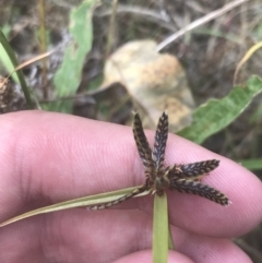 Cyperus sanguinolentus at O'Malley, ACT - 5 Feb 2022