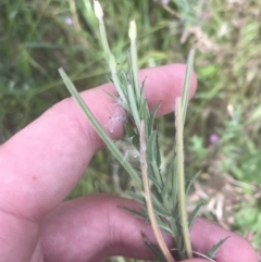 Epilobium billardiereanum subsp. cinereum (Hairy Willow Herb) at O'Malley, ACT - 5 Feb 2022 by Tapirlord