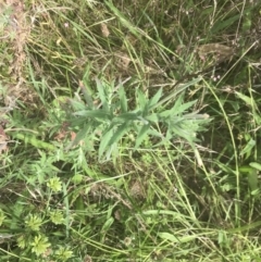 Epilobium billardiereanum subsp. cinereum at O'Malley, ACT - 5 Feb 2022