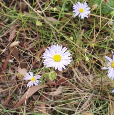 Brachyscome sp. (Cut-leaf Daisy) at Mount Majura - 5 Feb 2022 by HughCo