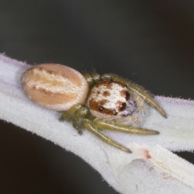 Opisthoncus abnormis (Long-legged Jumper) at Bango, NSW - 2 Feb 2022 by AlisonMilton