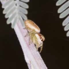 Opisthoncus abnormis at Bango, NSW - 3 Feb 2022 10:50 AM