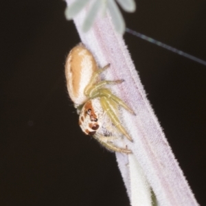 Opisthoncus abnormis at Bango, NSW - 3 Feb 2022 10:50 AM