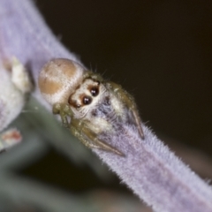 Opisthoncus abnormis (Long-legged Jumper) at Bango, NSW - 2 Feb 2022 by AlisonMilton