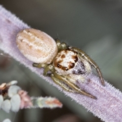 Opisthoncus abnormis at Bango, NSW - 3 Feb 2022