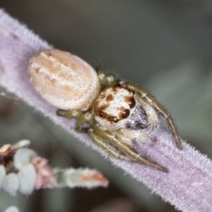 Opisthoncus abnormis at Bango, NSW - 3 Feb 2022 10:16 AM