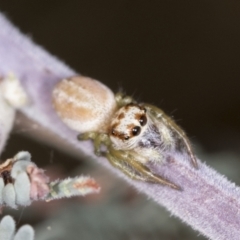 Opisthoncus abnormis at Bango, NSW - 3 Feb 2022