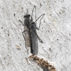 Cerdistus sp. (genus) (Slender Robber Fly) at Bango, NSW - 3 Feb 2022 by AlisonMilton