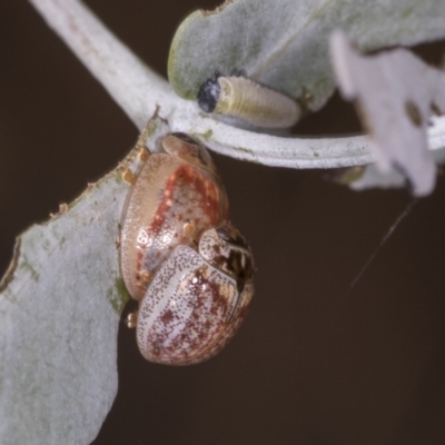 Paropsisterna m-fuscum (Eucalyptus Leaf Beetle) at Bango, NSW - 3 Feb 2022 by AlisonMilton