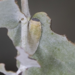 Paropsisterna m-fuscum at Bango, NSW - 3 Feb 2022