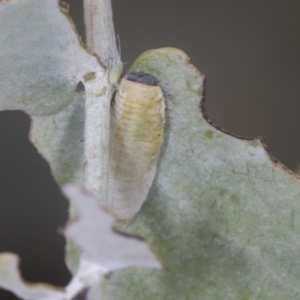 Paropsisterna m-fuscum at Bango, NSW - 3 Feb 2022