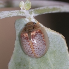 Paropsisterna m-fuscum at Bango, NSW - 3 Feb 2022 10:27 AM