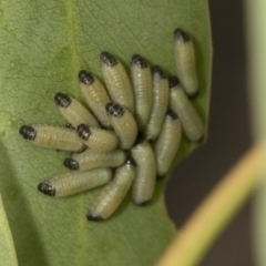 Paropsisterna cloelia (Eucalyptus variegated beetle) at Bango Nature Reserve - 3 Feb 2022 by AlisonMilton