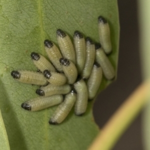 Paropsisterna cloelia at Bango Nature Reserve - 3 Feb 2022