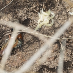 Cormocephalus aurantiipes at Bango, NSW - 3 Feb 2022