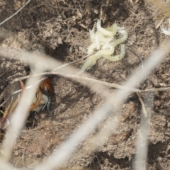 Cormocephalus aurantiipes (Orange-legged Centipede) at Bango Nature Reserve - 2 Feb 2022 by AlisonMilton