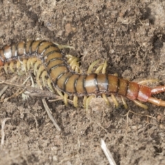 Cormocephalus aurantiipes at Bango, NSW - 3 Feb 2022