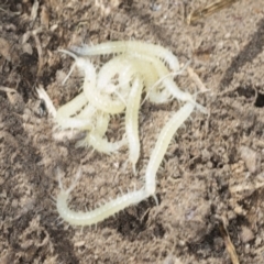 Cormocephalus aurantiipes at Bango, NSW - 3 Feb 2022