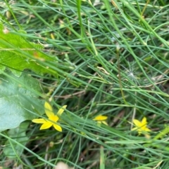 Tricoryne elatior (Yellow Rush Lily) at Hughes, ACT - 3 Feb 2022 by KL