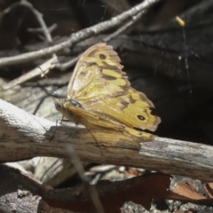 Heteronympha merope (Common Brown Butterfly) at Bango Nature Reserve - 3 Feb 2022 by AlisonMilton