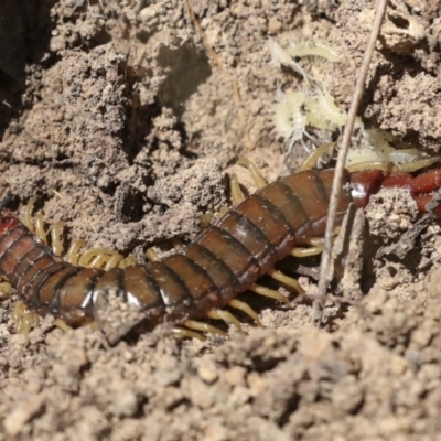 Cormocephalus aurantiipes (Orange-legged Centipede) at Bango, NSW - 3 Feb 2022 by AlisonMilton