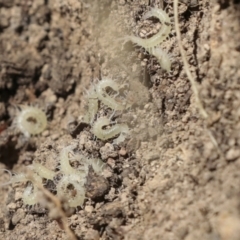 Cormocephalus aurantiipes at Bango, NSW - 3 Feb 2022 02:01 PM